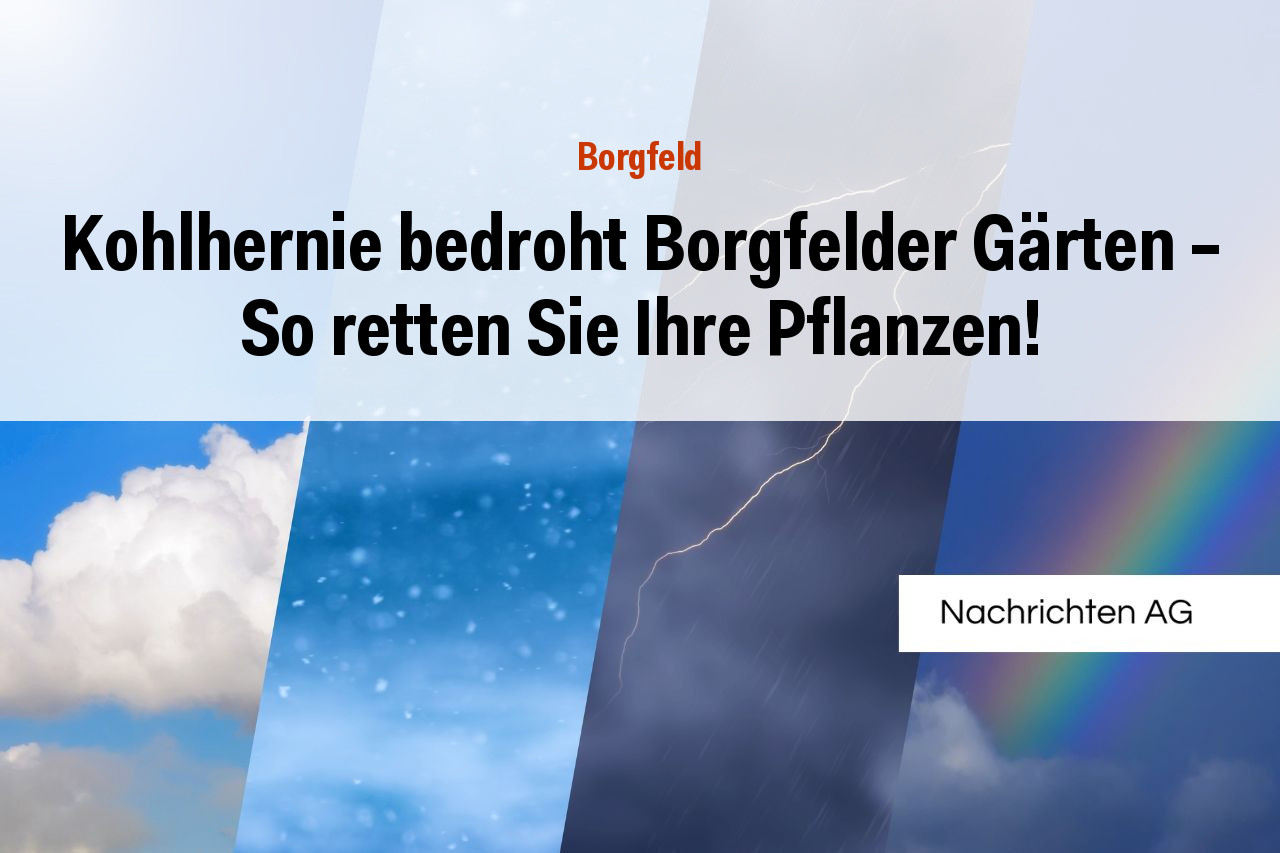 Kohlhernie bedroht Borgfelder Gärten – So retten Sie Ihre Pflanzen!